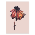 BLOOM TWO