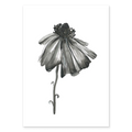 BLOOM TWO