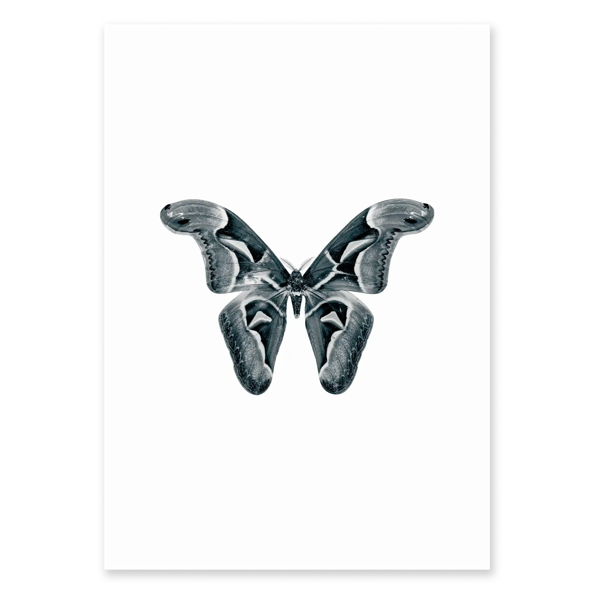 BUTTERFLIES ONE