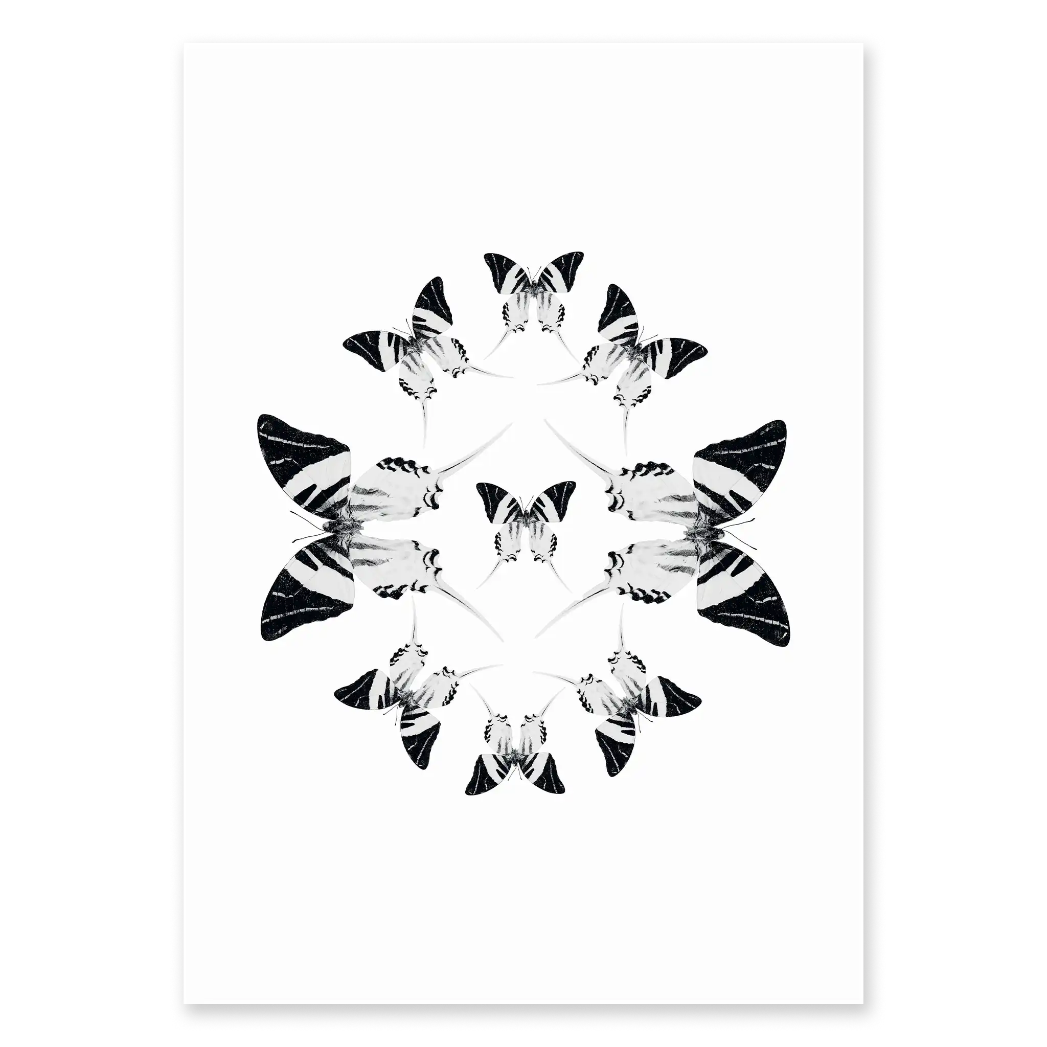 BUTTERFLIES FOUR
