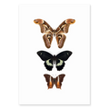 BUTTERFLIES THREE