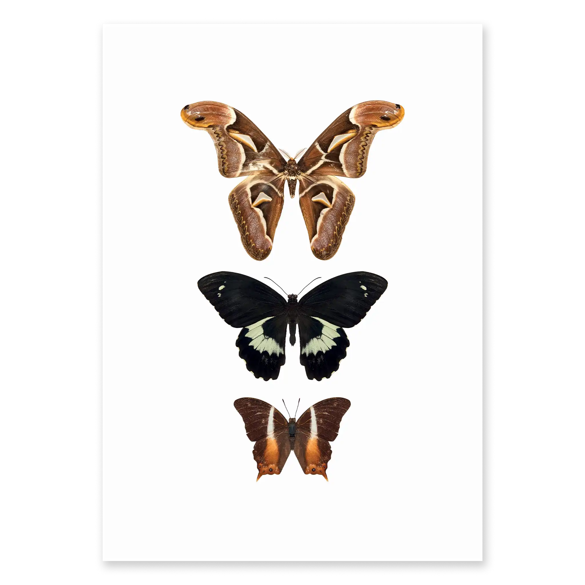 BUTTERFLIES THREE