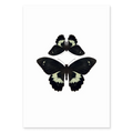 BUTTERFLIES TWO