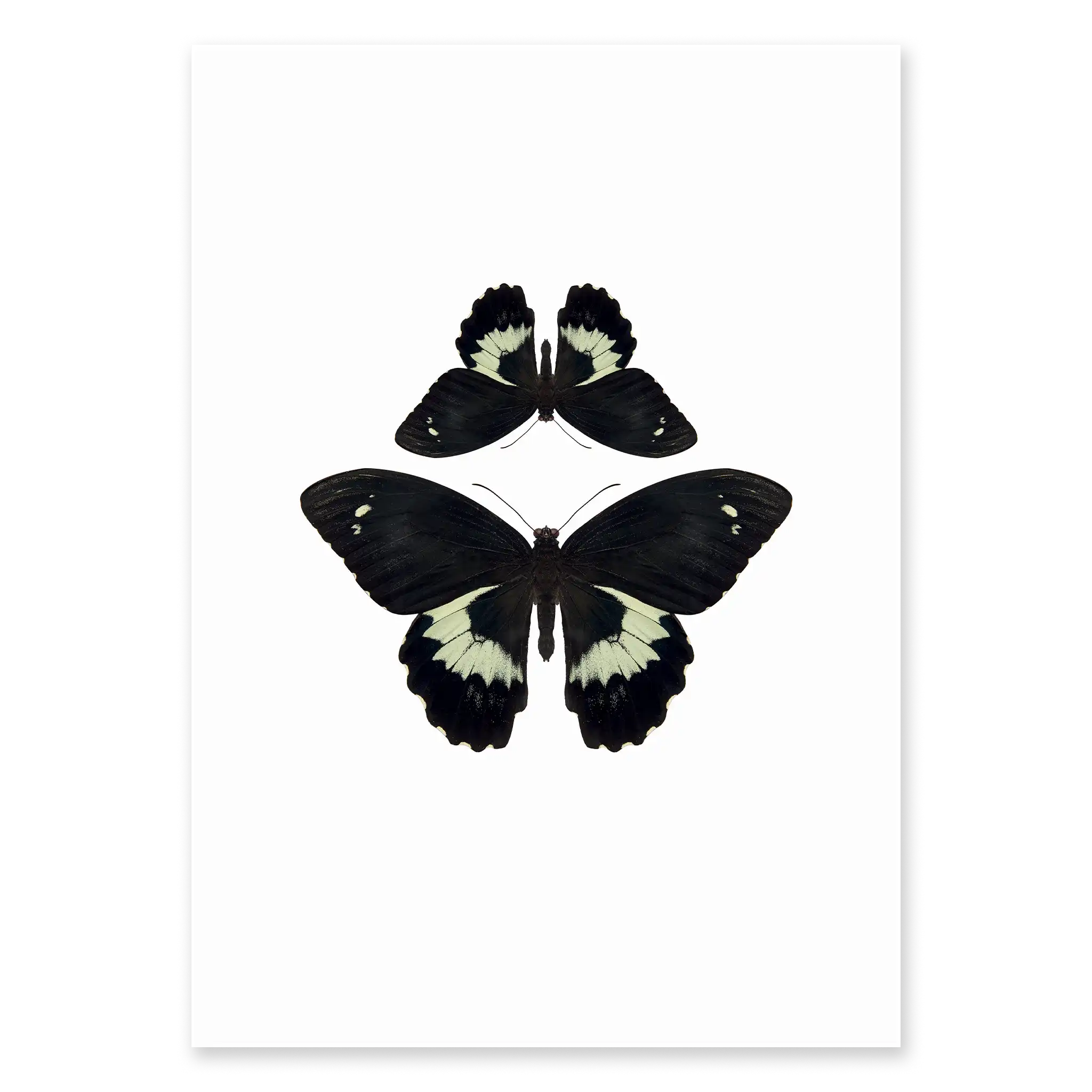 BUTTERFLIES TWO